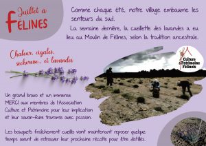 Radio Félines, les dernières infos du 18 juillet 2025